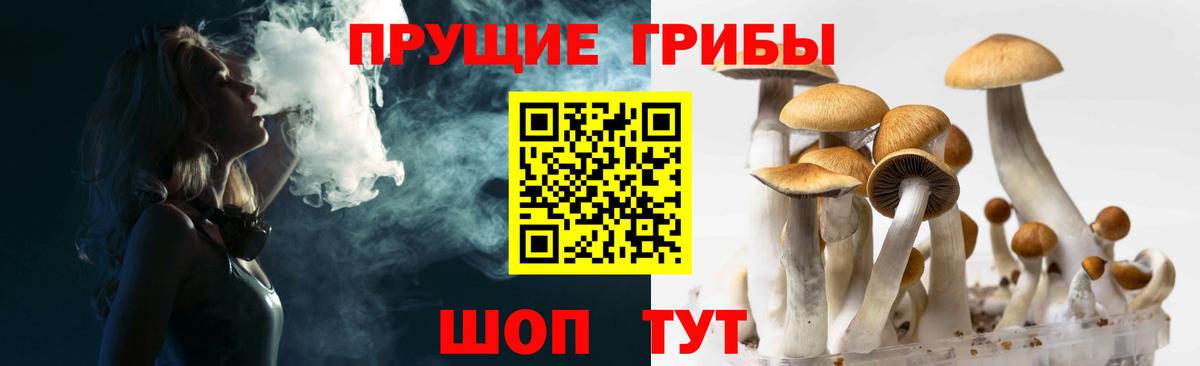 Дмитров  Псилоцибиновые грибы прущие грибы  Вход с VPN 